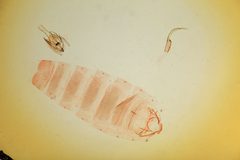 Anacampsis argyrothamniella by the Smithsonian. Used under a CC0 license.