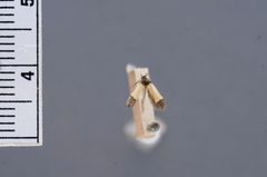 Anacampsis coverdalella by the Smithsonian. Used under a CC0 license.