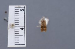 Anacampsis fragariella by the Smithsonian. Used under a CC0 license.