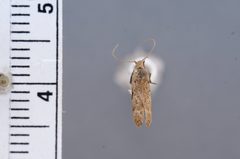 Anacampsis lagunculariella by the Smithsonian. Used under a CC0 license.