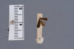 Anacampsis lupinella by the Smithsonian. Used under a CC0 license.