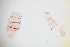 Anacampsis nonstrigella by the Smithsonian. Used under a CC0 license.