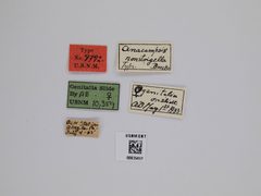 Anacampsis nonstrigella by the Smithsonian. Used under a CC0 license.