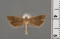 Anacampsis psoraliella by the Smithsonian. Used under a CC0 license.