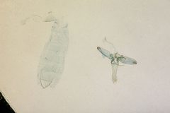 Anarsia chaonella by the Smithsonian. Used under a CC0 license.