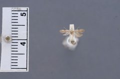 Anarsia chaonella by the Smithsonian. Used under a CC0 license.