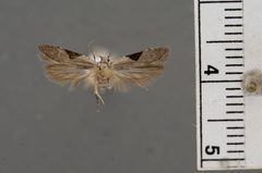 Anarsia protensa by the Smithsonian. Used under a CC0 license.