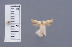Aproaerema crotolariella by the Smithsonian. Used under a CC0 license.