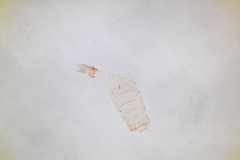 Aproaerema crotolariella by the Smithsonian. Used under a CC0 license.