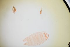 Aproaerema kearfottella by the Smithsonian. Used under a CC0 license.