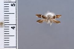 Aproaerema kearfottella by the Smithsonian. Used under a CC0 license.