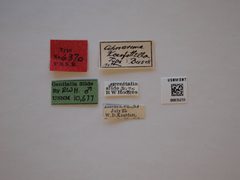 Aproaerema kearfottella by the Smithsonian. Used under a CC0 license.