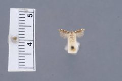 Aristotelia argentifera by the Smithsonian. Used under a CC0 license.