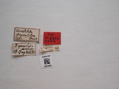 Aristotelia argentifera by the Smithsonian. Used under a CC0 license.