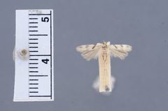 Aristotelia bifasciella by the Smithsonian. Used under a CC0 license.