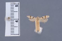 Aristotelia bifasciella by the Smithsonian. Used under a CC0 license.