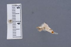 Aristotelia cockerella by the Smithsonian. Used under a CC0 license.