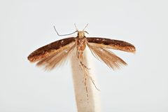 Aristotelia corallina by the Smithsonian. Used under a CC0 license.