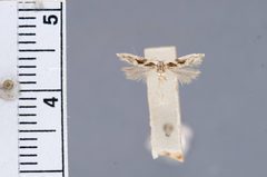 Aristotelia ivae by the Smithsonian. Used under a CC0 license.
