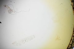 Aristotelia ivae by the Smithsonian. Used under a CC0 license.