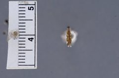 Aristotelia monilella by the Smithsonian. Used under a CC0 license.