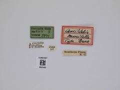 Aristotelia monilella by the Smithsonian. Used under a CC0 license.
