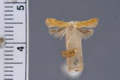 Aristotelia natalella by the Smithsonian. Used under a CC0 license.