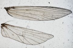 Arla tenuicornis by the Smithsonian. Used under a CC0 license.