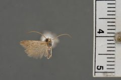 Arla tenuicornis by the Smithsonian. Used under a CC0 license.
