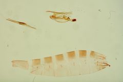 Arla tenuicornis by the Smithsonian. Used under a CC0 license.