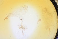 Aroga alleriella by the Smithsonian. Used under a CC0 license.