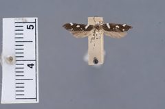 Aroga alleriella by the Smithsonian. Used under a CC0 license.