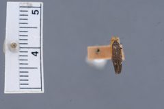 Aroga argutiola by the Smithsonian. Used under a CC0 license.