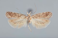 Aroga websteri by the Smithsonian. Used under a CC0 license.