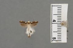 Arogalea soronella by the Smithsonian. Used under a CC0 license.