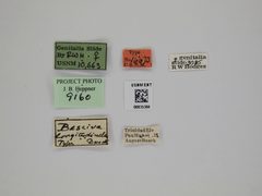 Besciva longitudinella by the Smithsonian. Used under a CC0 license.