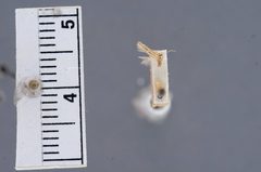 Besciva longitudinella by the Smithsonian. Used under a CC0 license.
