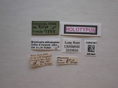 Bryotropha altitudophila by the Smithsonian. Used under a CC0 license.