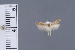 Bryotropha altitudophila by the Smithsonian. Used under a CC0 license.