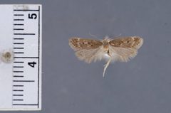 Bryotropha gemella by the Smithsonian. Used under a CC0 license.