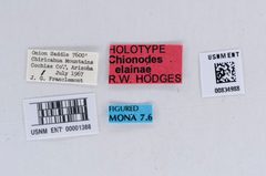 Chionodes elainae by the Smithsonian. Used under a CC0 license.
