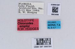 Chionodes emptor by the Smithsonian. Used under a CC0 license.