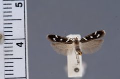 Chionodes naevus by the Smithsonian. Used under a CC0 license.