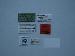 Chionodes petalumensis by the Smithsonian. Used under a CC0 license.