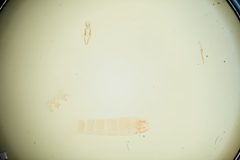 Chionodes rectifex by the Smithsonian. Used under a CC0 license.