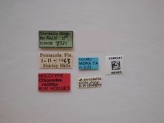 Chionodes rectifex by the Smithsonian. Used under a CC0 license.