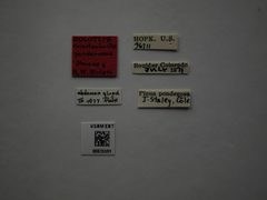 Coleotechnites ponderosae by the Smithsonian. Used under a CC0 license.