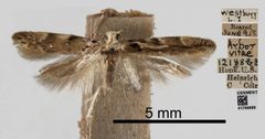 Coleotechnites thujaella by the Smithsonian. Used under a CC0 license.
