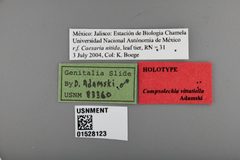 Compsolechia vittatiella by the Smithsonian. Used under a CC0 license.