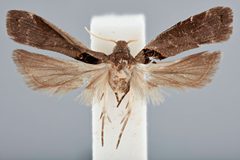 Compsolechia vittatiella by the Smithsonian. Used under a CC0 license.